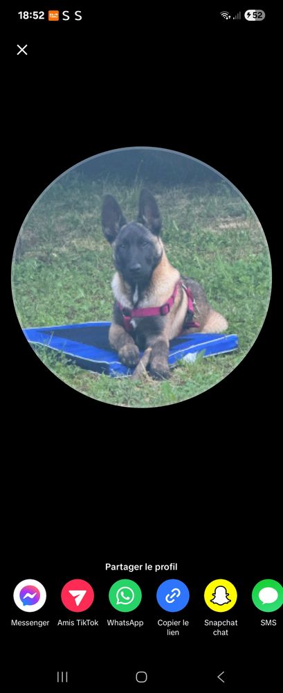 Bonjour malinois, m&acirc;le ne en novembre 2024. 600 26000 Valence