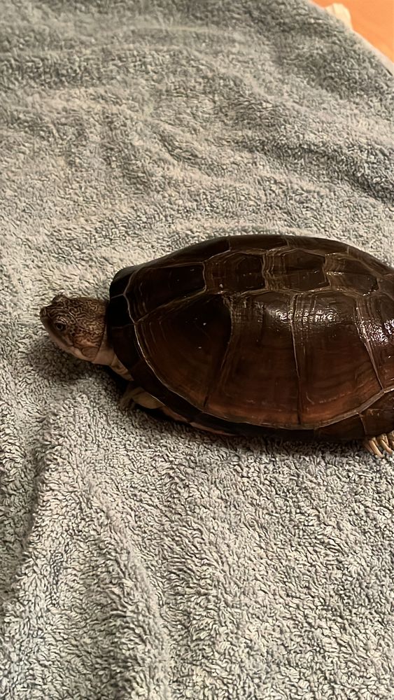 Reptile NAC m&acirc;le semi-aquatique (14x16 cm), calme, &agrave; confier 0 64300 Argagnon