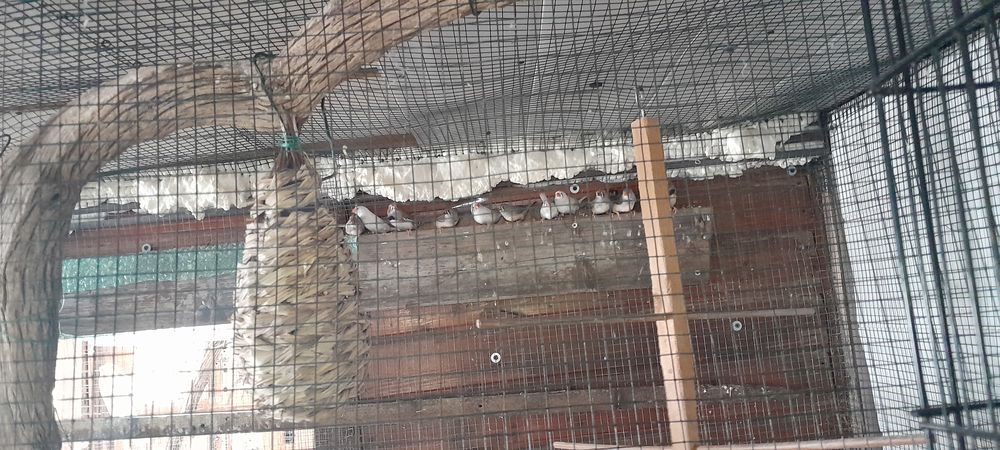 Mandarins 7 17210 Montlieu-la-garde