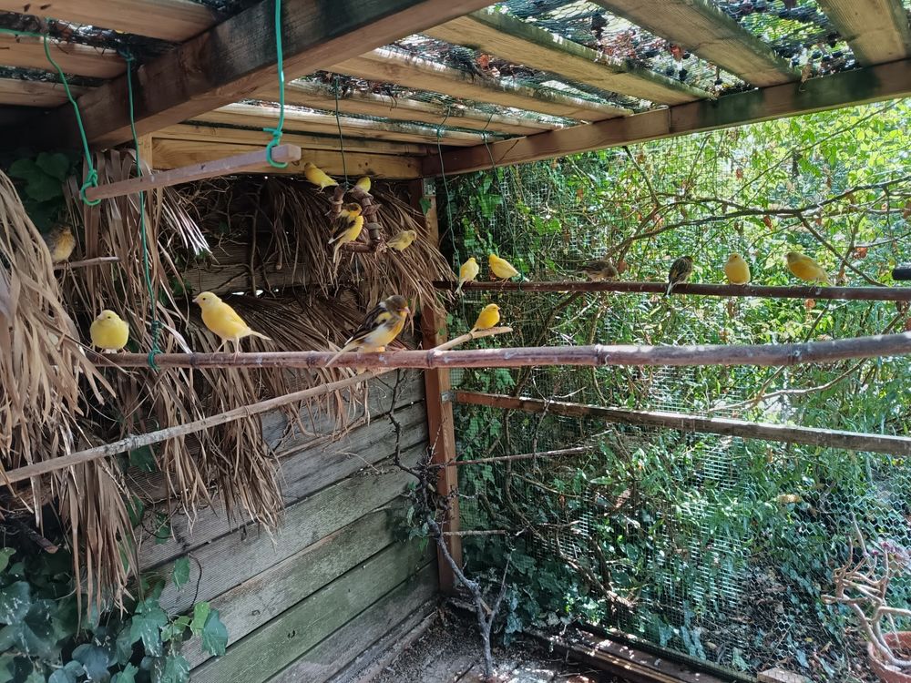 canaris 20 17137 L'houmeau