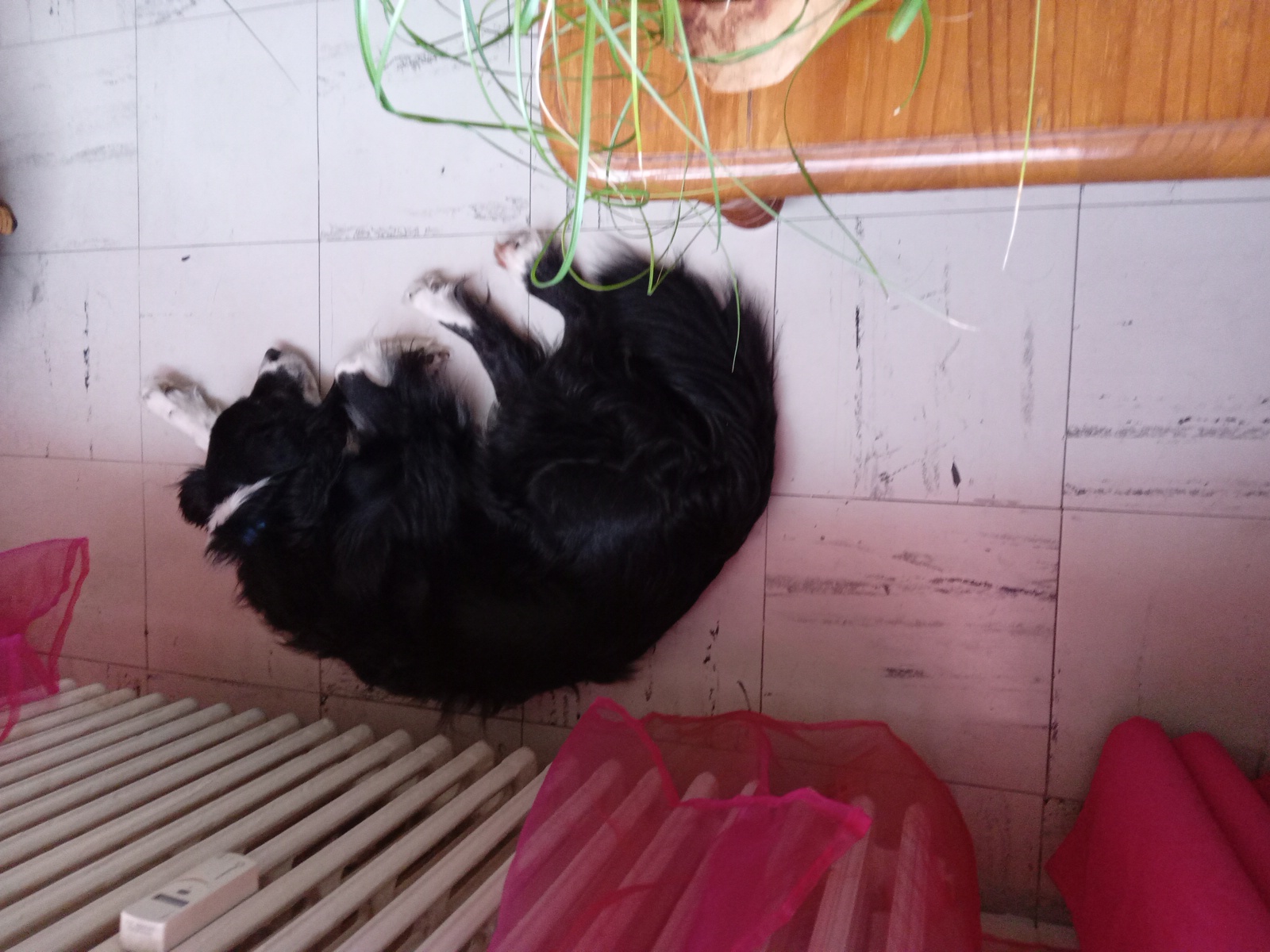 Le royaume des animaux parisiens 9 93800 �pinay-sur-seine