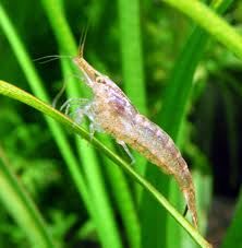 Crevettes Aquarium Neocaridina Blue Jelly 2 34290 Valros