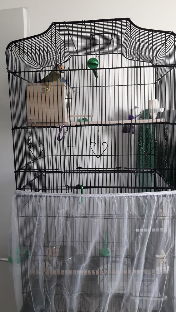2 INSEPARABLES + CAGE  : 1ml haut x 35 cm x 45 cm 180 60410 Verberie