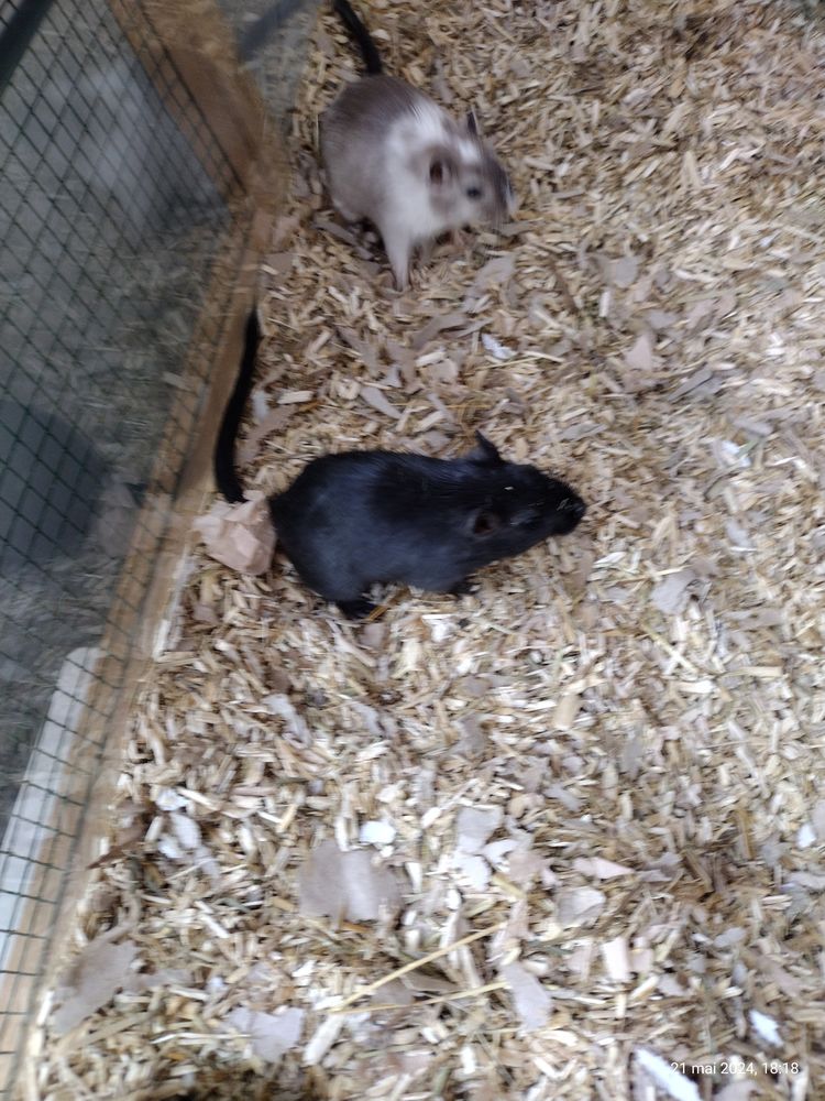 Gerbilles cherchent une famille aimante 
20 01280 Pr�vessin-mo�ns