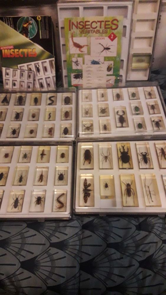 54 INSECTES PRIS DANS RESINE + FASICULES ET 6 COFFRETS 350 60410 Verberie