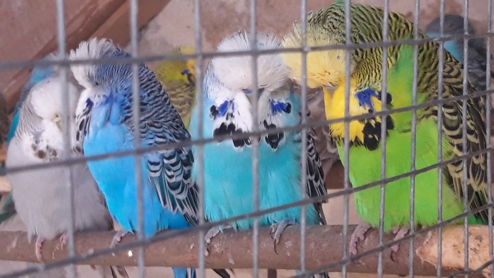 PERRUCHES ANGLAISES 25 29710 Plogastel-saint-germain