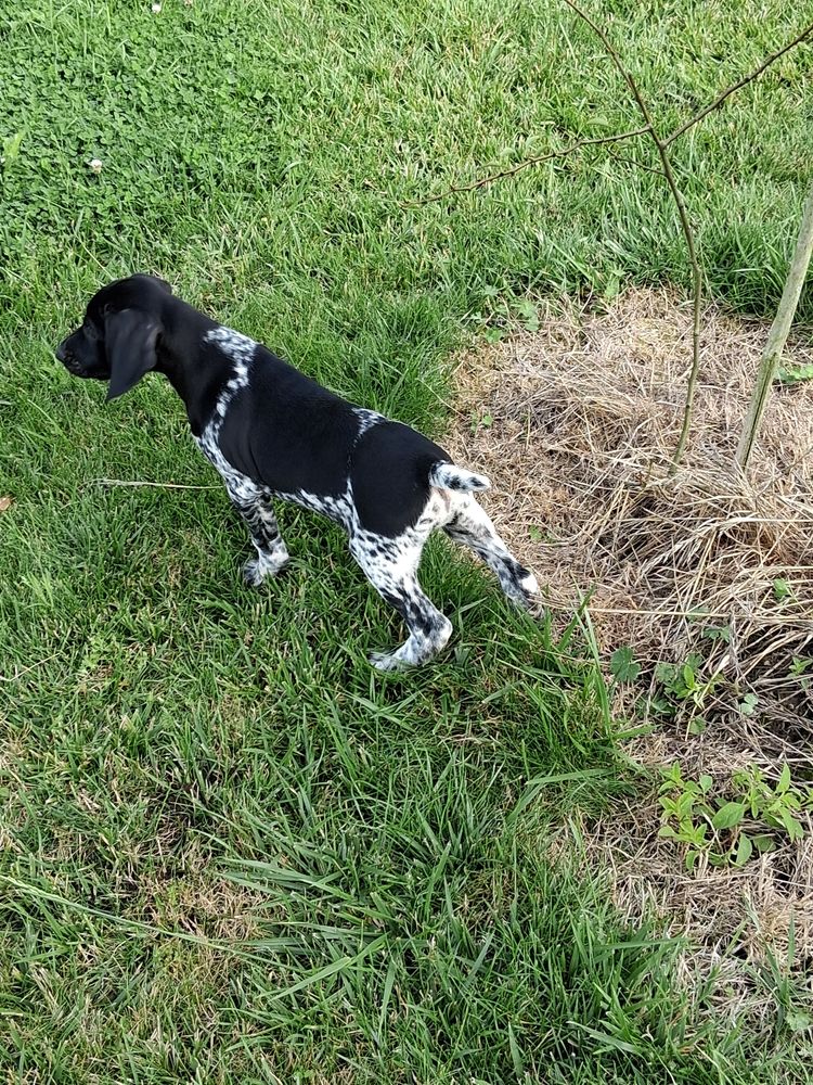 chiots Braques Allemand p&eacute;digr&eacute; exceptionnel 1200 80160 Fr�montiers