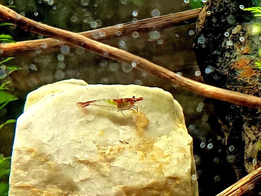 Poisson crevette 1 14123 Cormelles-le-royal