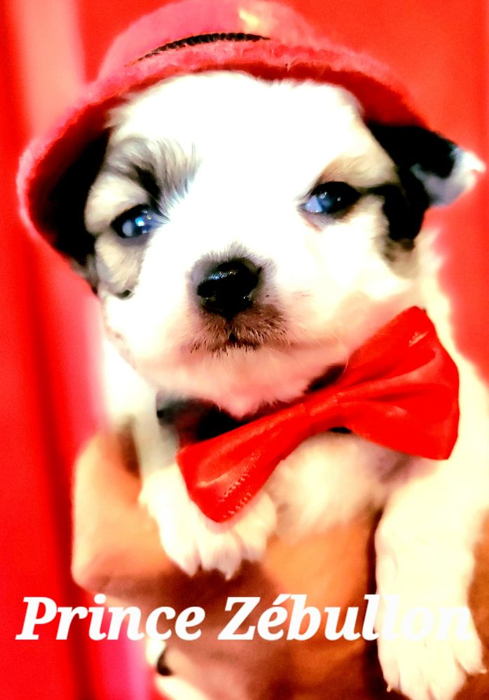 CHIHUAHUAS MINIATURES poils longs ou courts. 1200 33590 Saint-vivien-de-m�doc