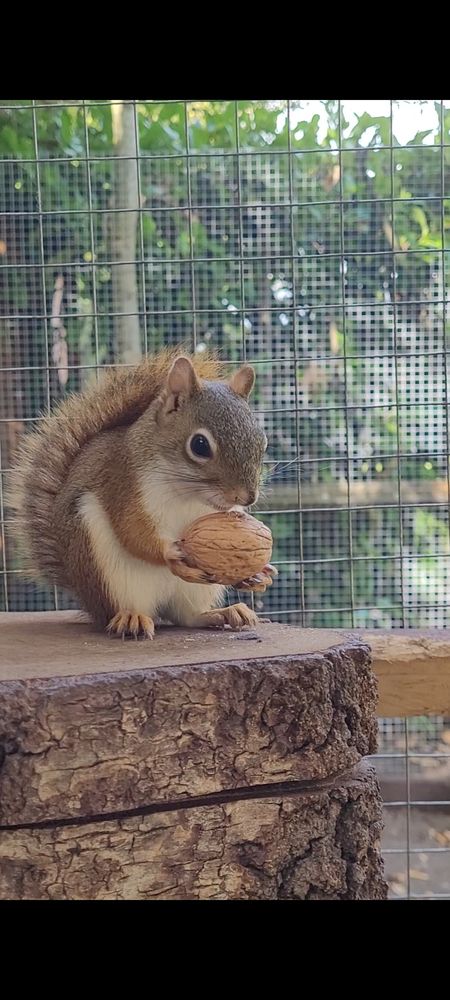 Un petit compagnon roux 700 77400 Lagny-sur-marne