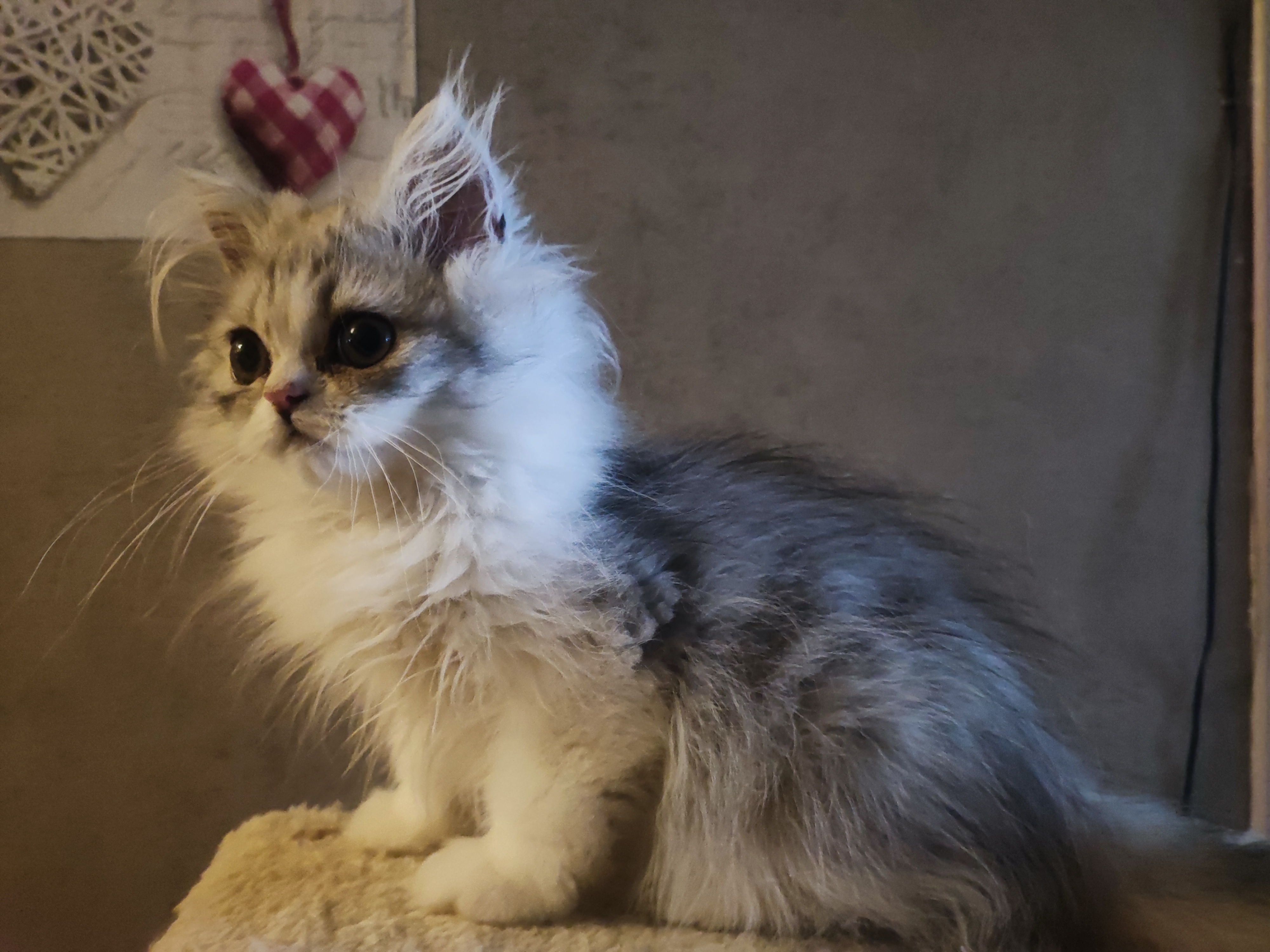 Chaton persan silver LOOF 900 38590 Saint-�tienne-de-saint-geoirs