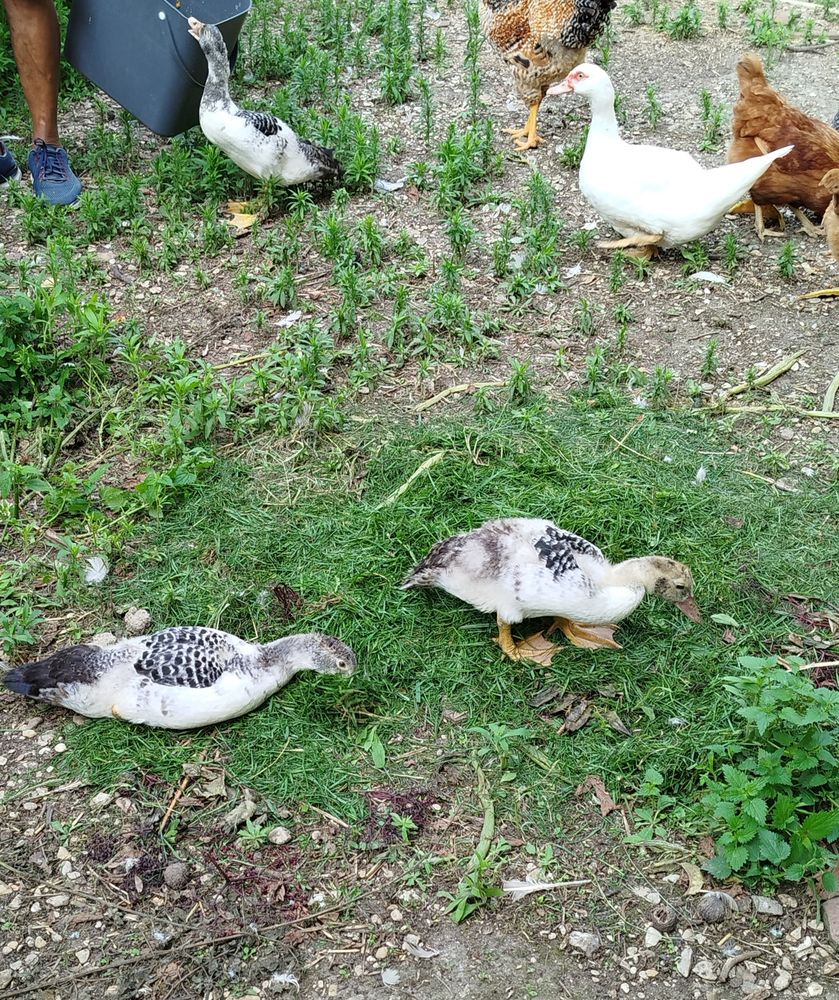 Jeunes canards de barbarie 15 77114 Herm�