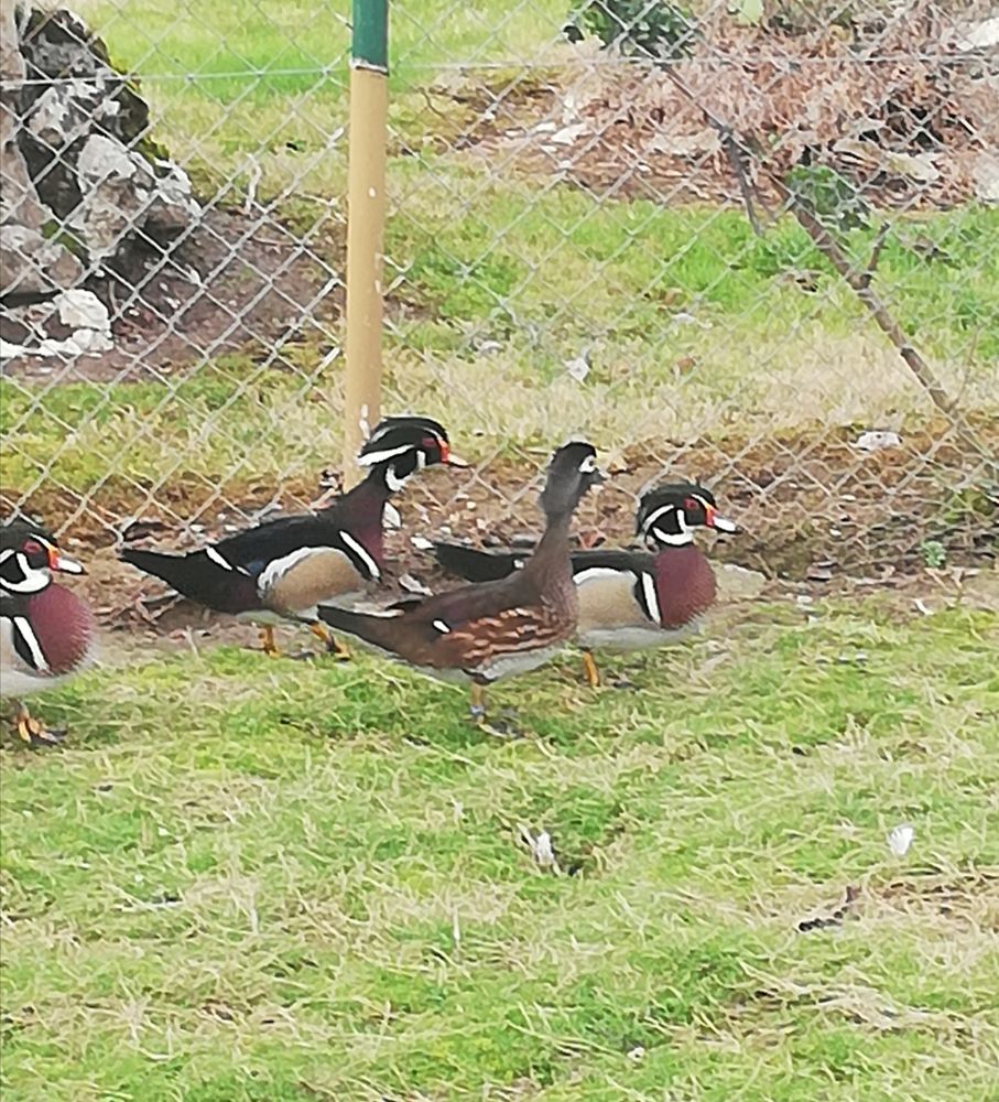 Canards Carolins
Jeunes de l'ann&eacute;e bagu&eacute;s et &eacute;joint&eacute;s 50 47440 Casseneuil