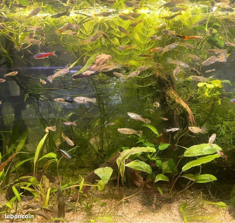 aquarium red cherry / Bloody Mary crevette 2 94400 Vitry-sur-seine