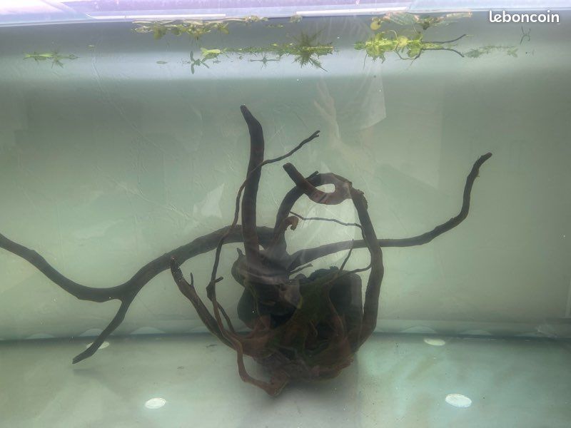 Grande racine d'aquarium 40 94400 Vitry-sur-seine