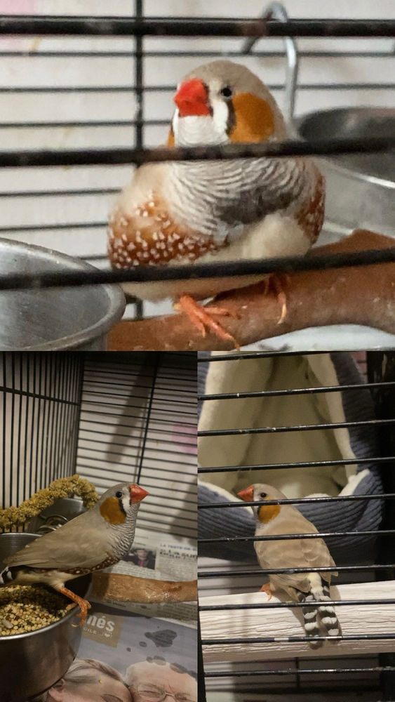 Oiseaux Diamant mandarin 8 33000 Bordeaux