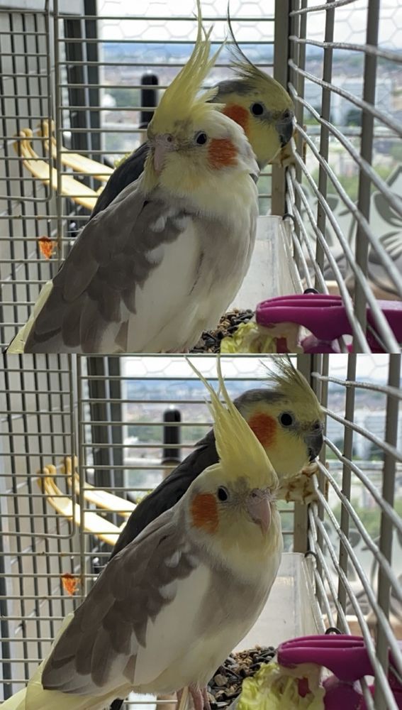 Couple de calopsitte 80 33000 Bordeaux