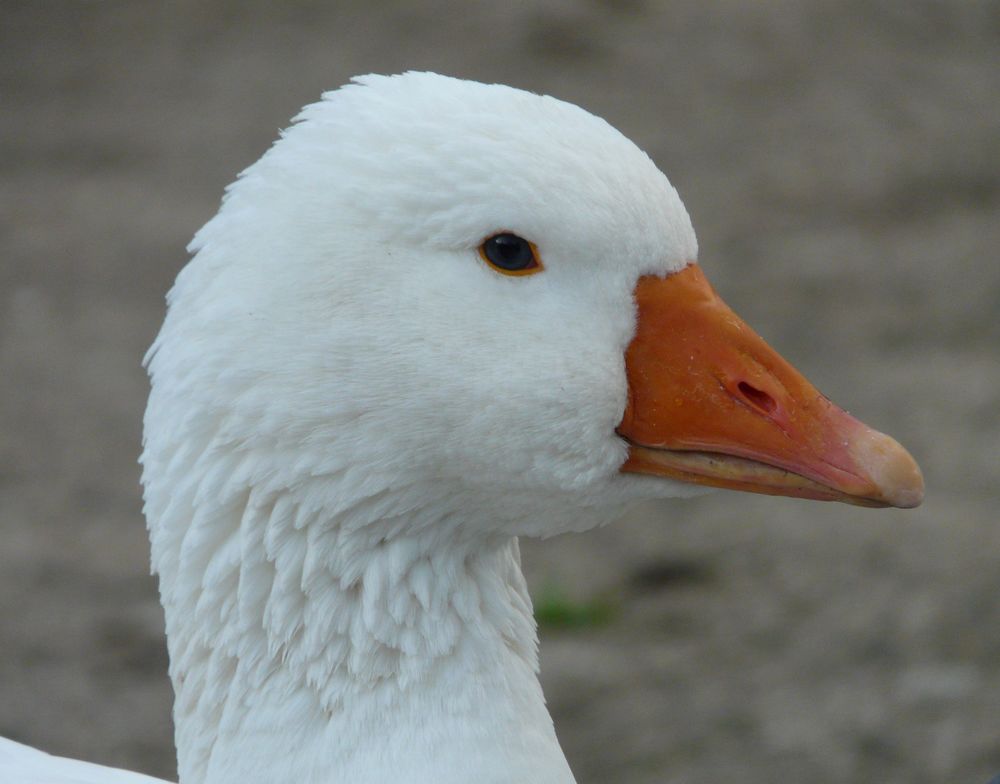 oie normande 35 63100 Clermont-ferrand