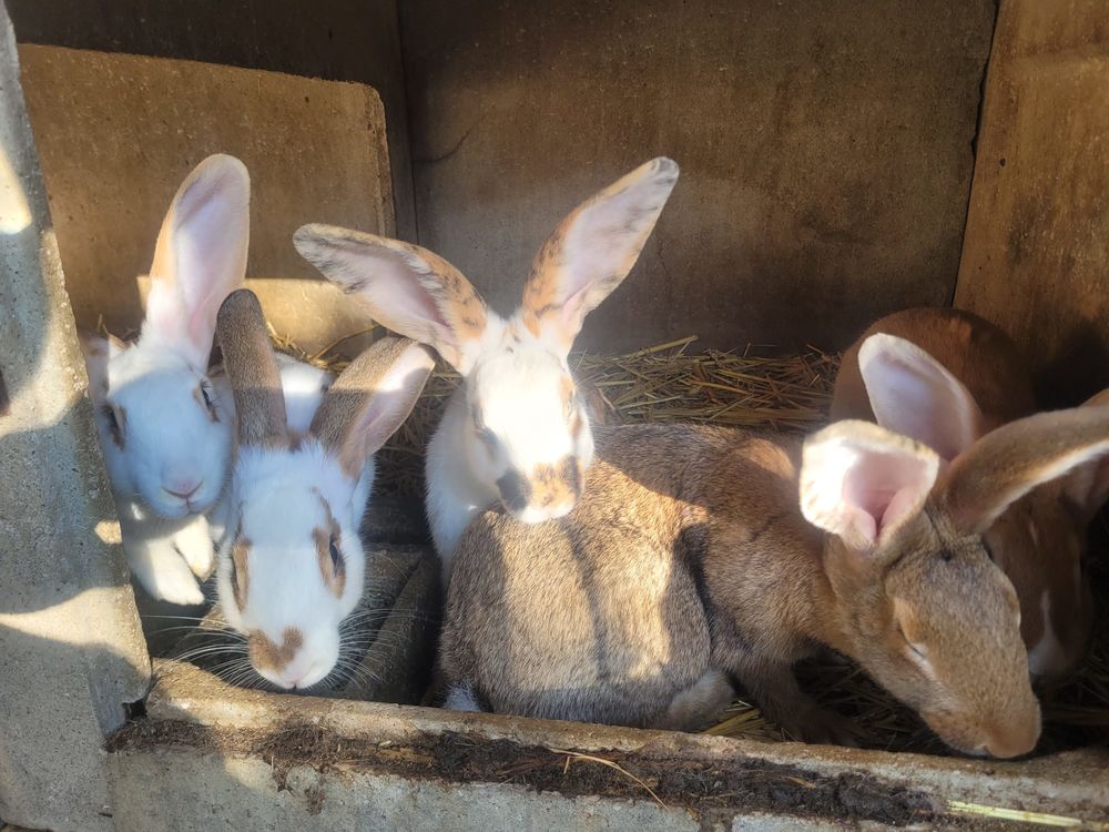 Lapins 9 72320 Montmirail