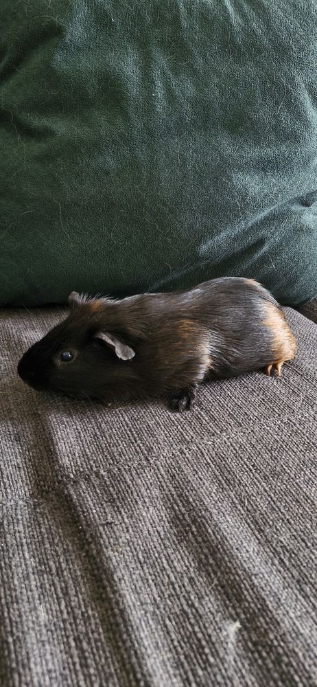 &Agrave; donner ? Cochon d'Inde m&acirc;le de 6/7 mois ? Noirot ???
0 45000 Orl�ans