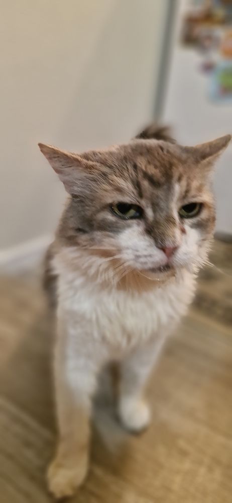 ? Tigrou cherche un foyer plein d'amour pour finir sa vie e 0 45000 Orl�ans