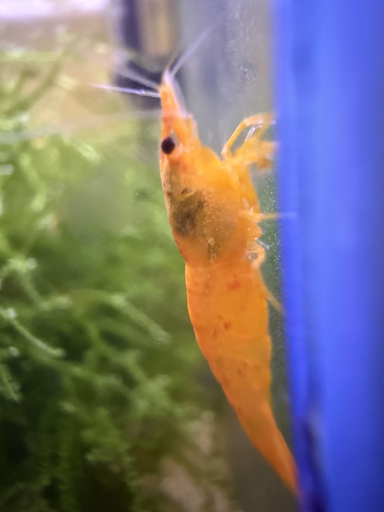 Crevettes Neocaridina orange 25 21510 Minot