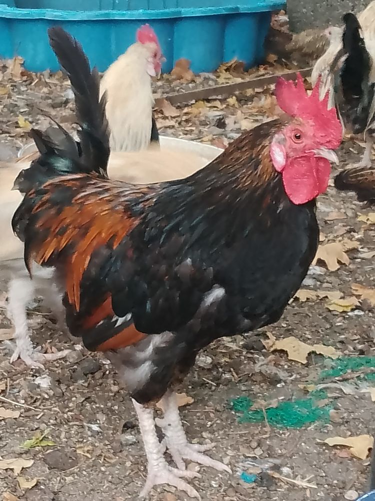 Coq nain 5 17200 Saint-sulpice-de-royan