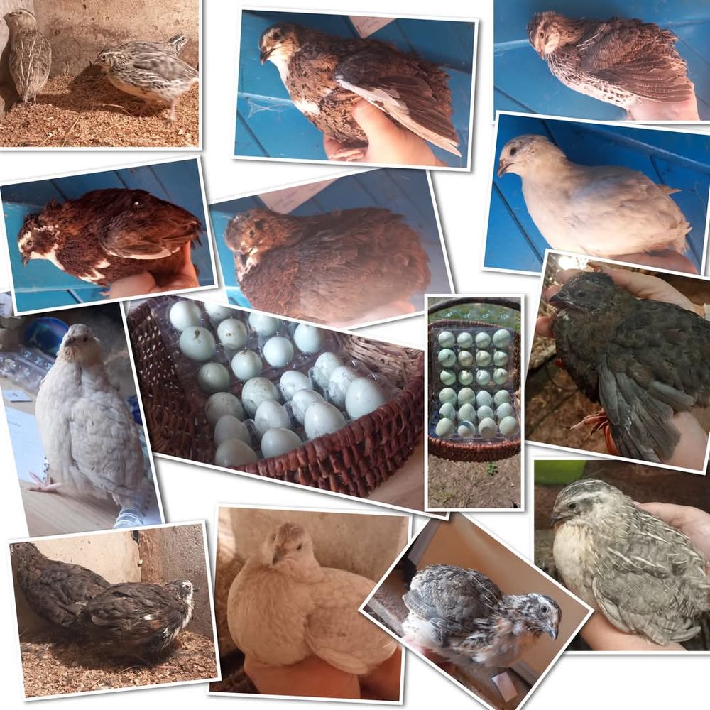 Oeufs de caille celadon 10 71360 �pinac