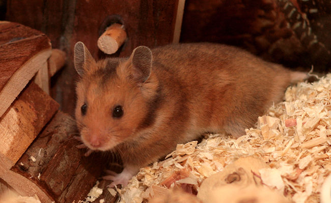 Petit Ecureuil 20 77400 Thorigny-sur-marne