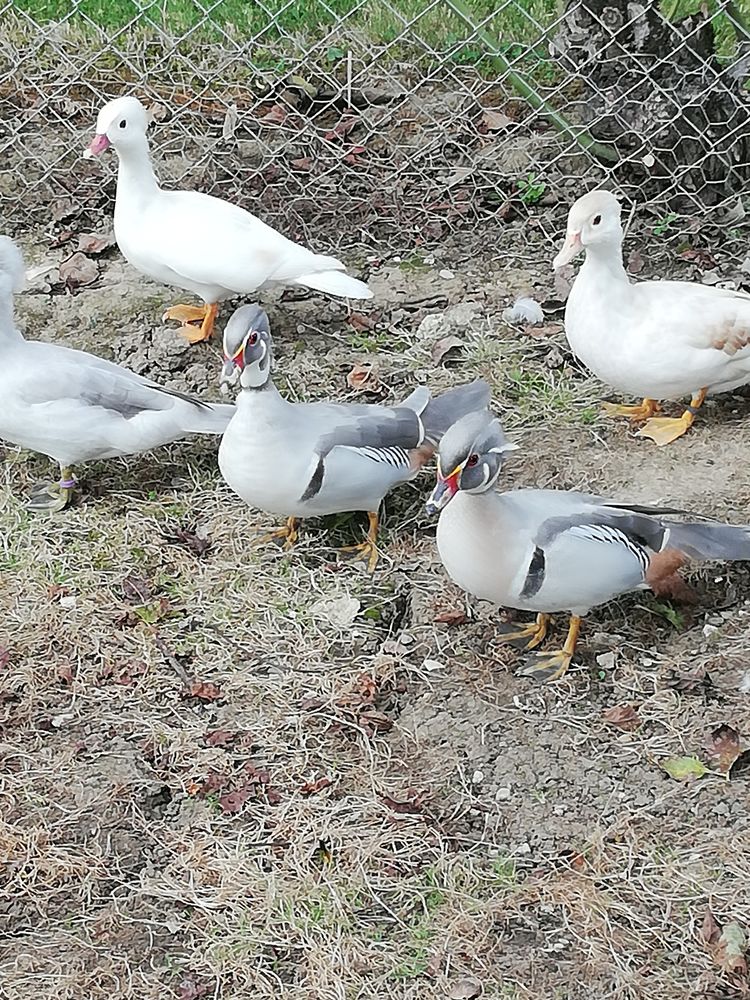 Carolin argent&eacute; femelle 45 47440 Casseneuil