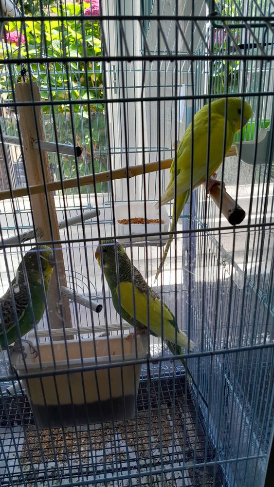 jeune perruche 12 91600 Savigny-sur-orge