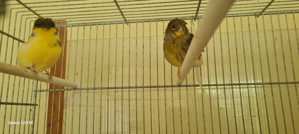  canaris Gloster 50 26210 Lens-lestang