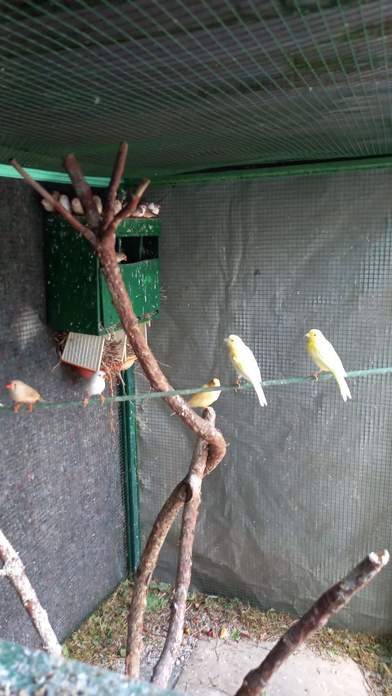 Jeunes de canaries jaunes 10 59150 Wattrelos