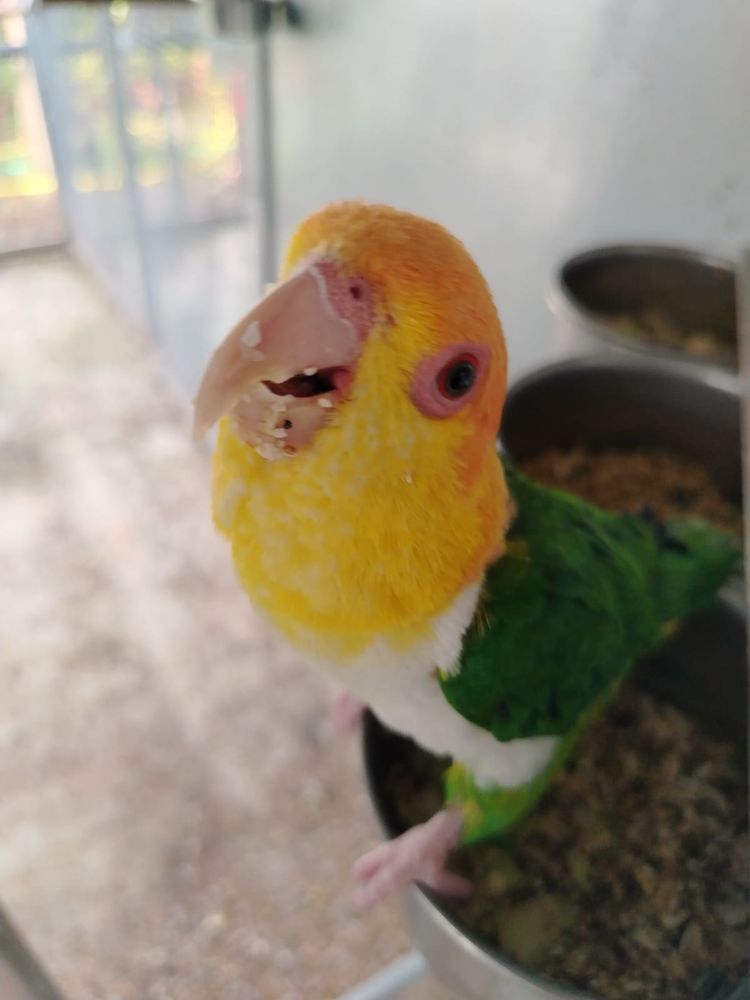 Caiques tete orange cuisses vertes 600 06500 Menton