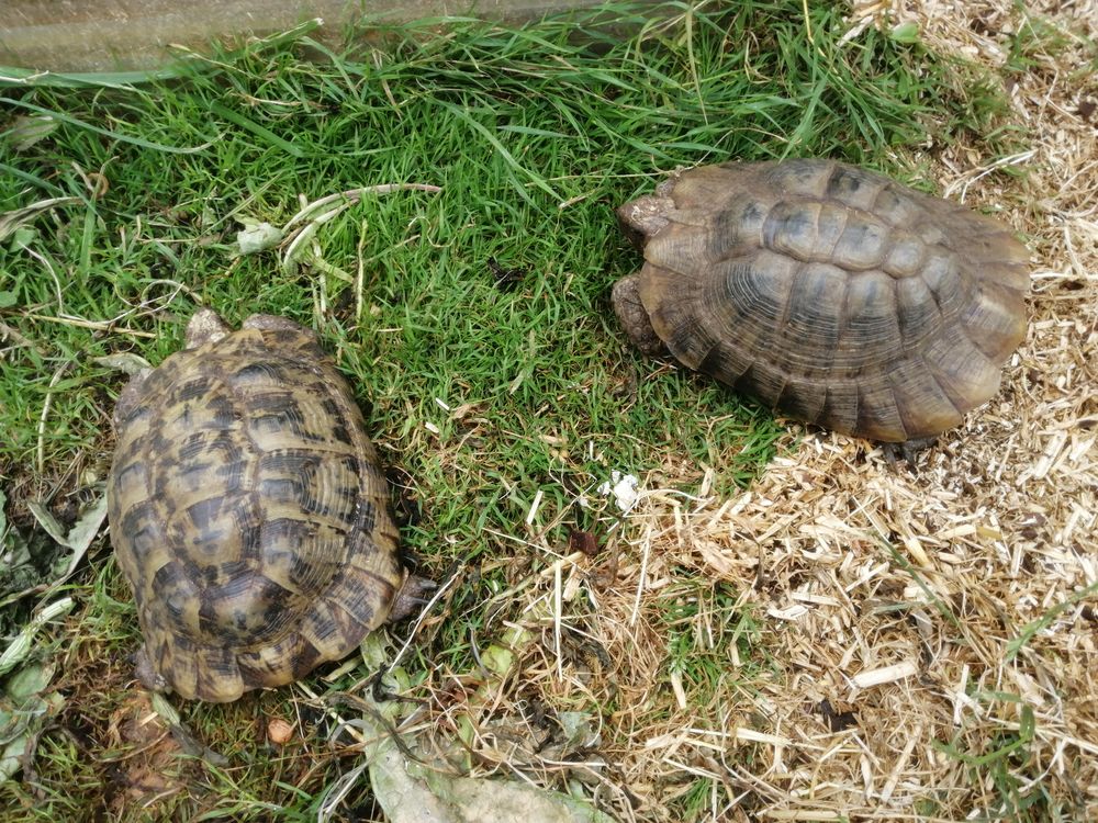 Propose tortues graeca femelles  adultes 250 17300 Rochefort
