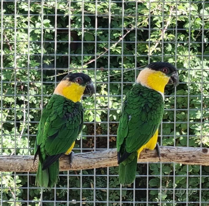 Caiques PALLIDUS 700 06500 Menton