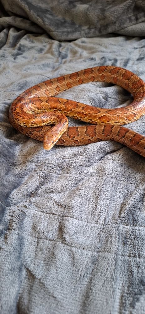 Serpent des bl&eacute;s, m&acirc;le adulte 80 59148 Flines-lez-raches