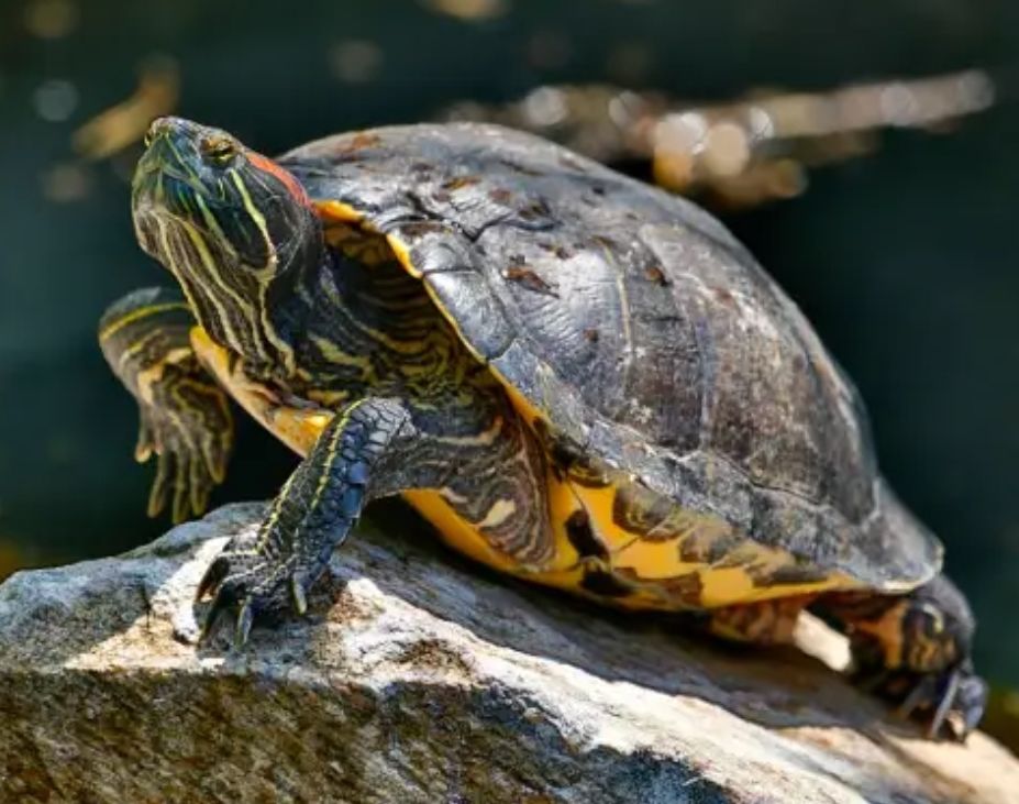R&eacute;cup&eacute;re contre tres bon soin vos tortues 0 38460 Panossas