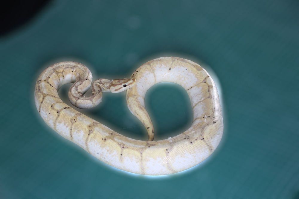 Plusieurs pythons regius 1500 34110 Frontignan