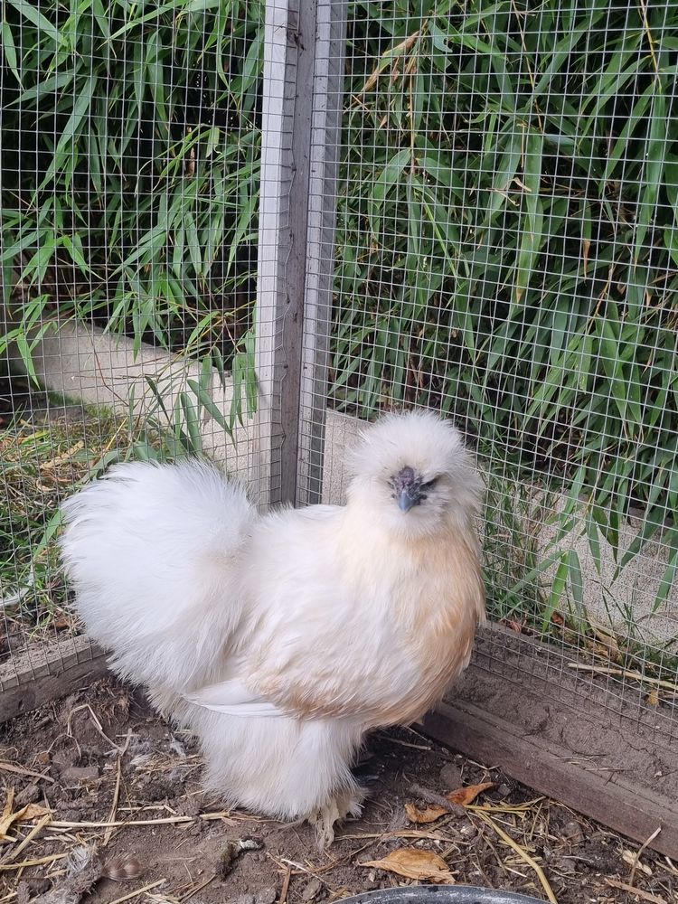 Poule et coq pondeuse et d'ornement 15 59290 Wasquehal