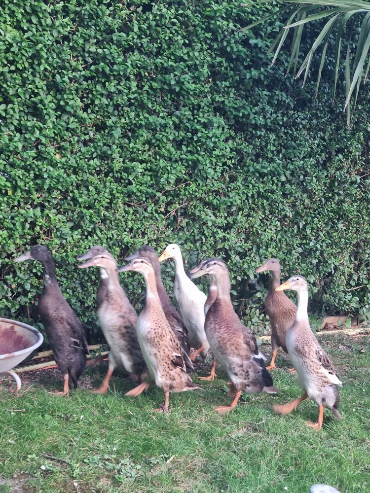 Canard, cane et oie 25 59290 Wasquehal