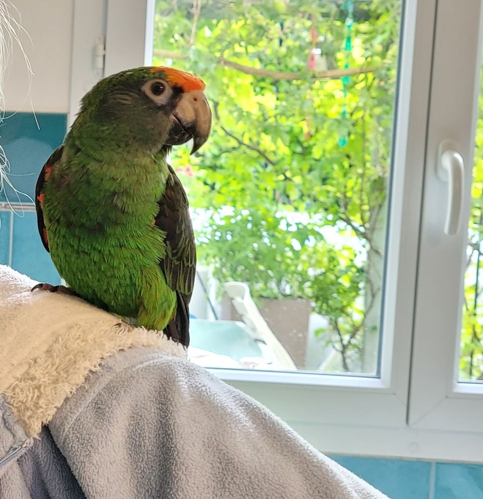 2 Perroquets Jardine femelle 1100 77220 Presles-en-brie