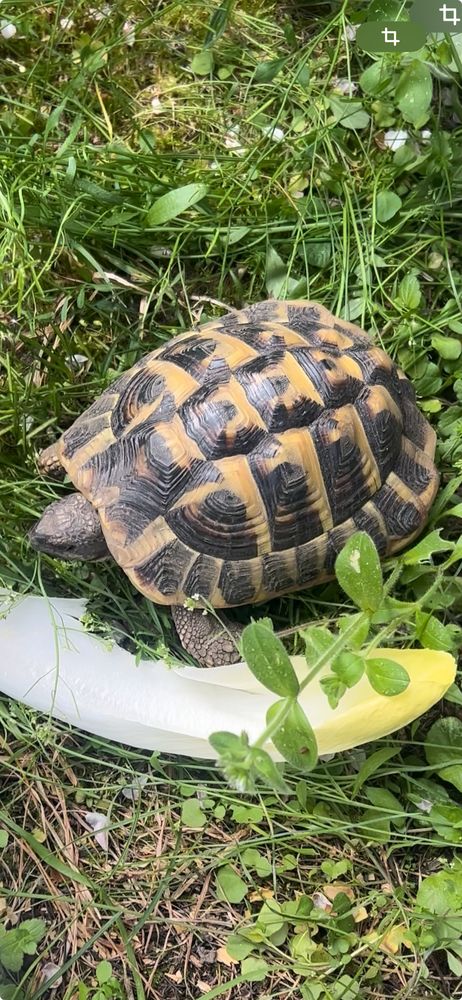 Avis de recherche tortue de terre MASSY 0 91300 Massy