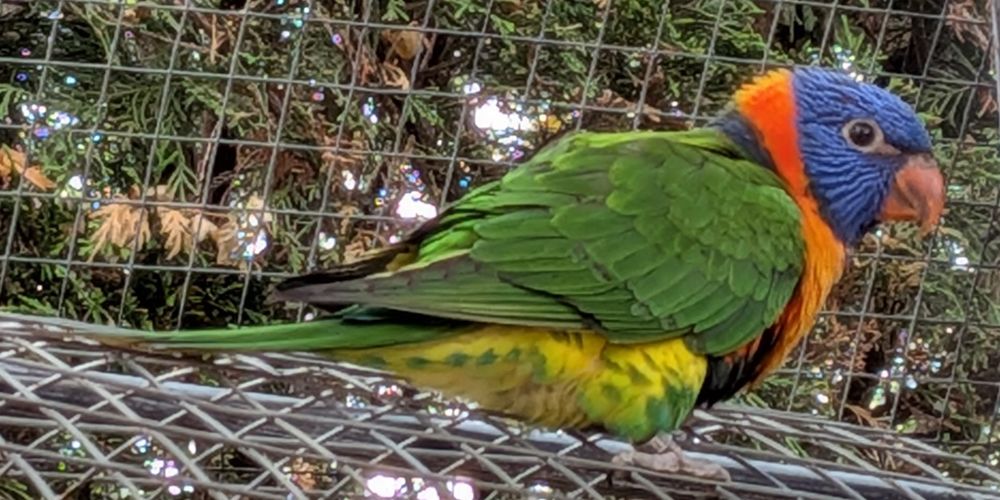 Loriquet &agrave; col rouge (Rubritorquis ) 320 81700 Saint-germain-des-pr�s