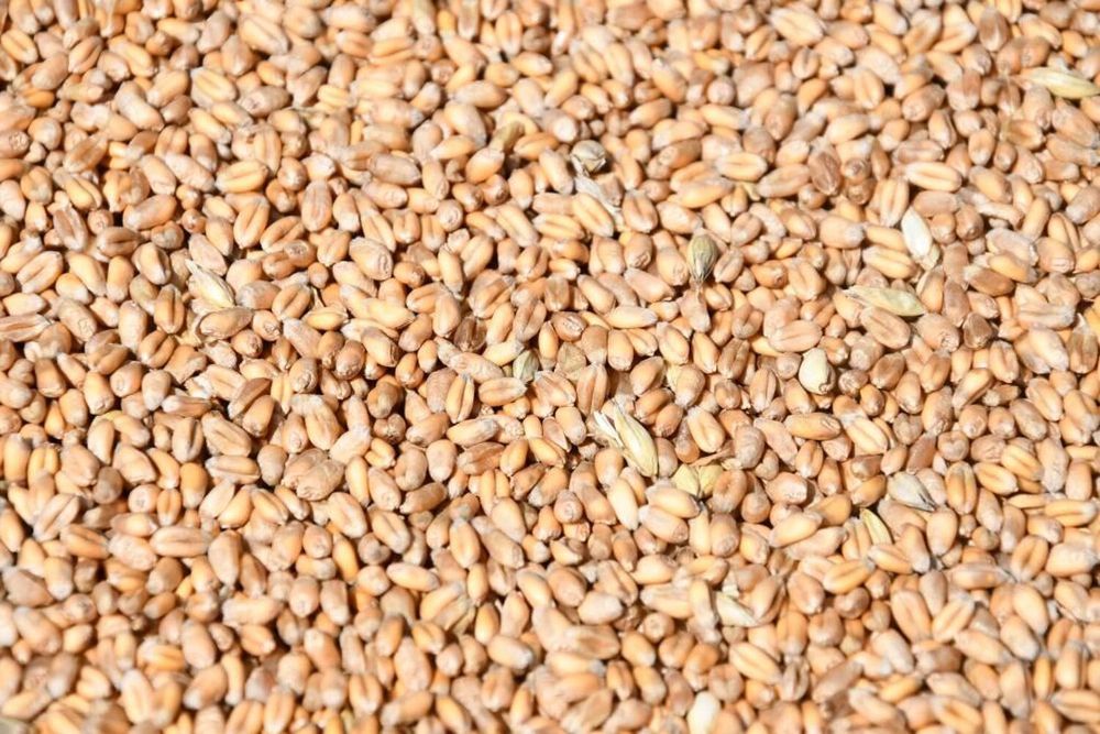 Bl&eacute; 2025 - Alimentation animaux
7 60510 Therdonne