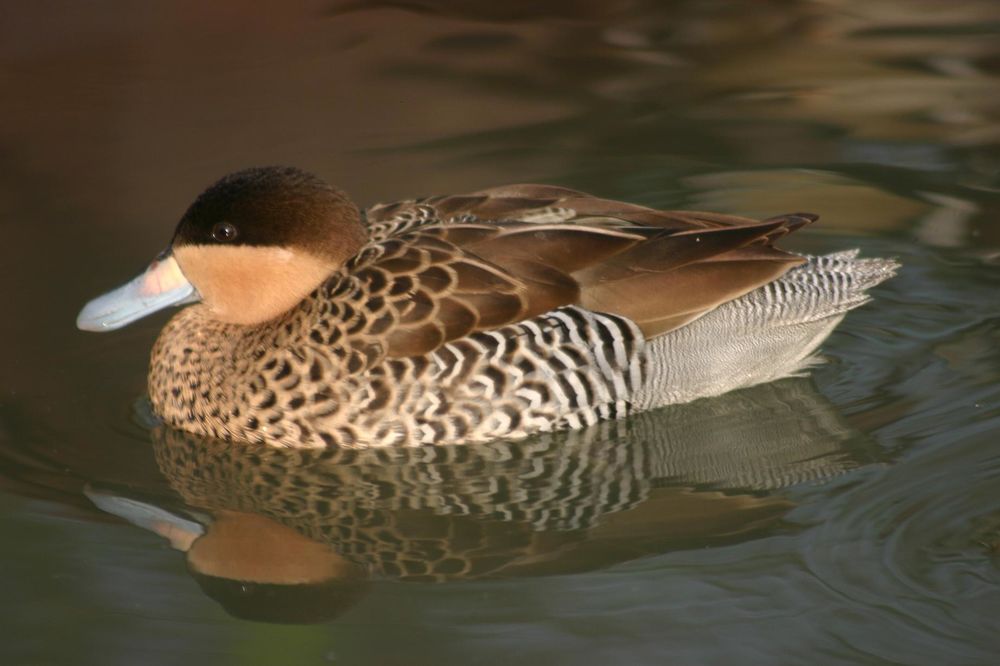 canards sarcelles VERSICOLORE ou sarcelle bariol&eacute;e 25 08090 Montcy-notre-dame