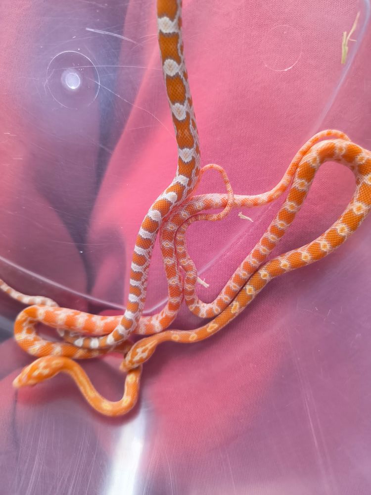 &Eacute;laphe guttata 55 17300 Rochefort