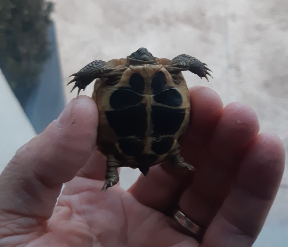 Tortues 120 58000 Nevers