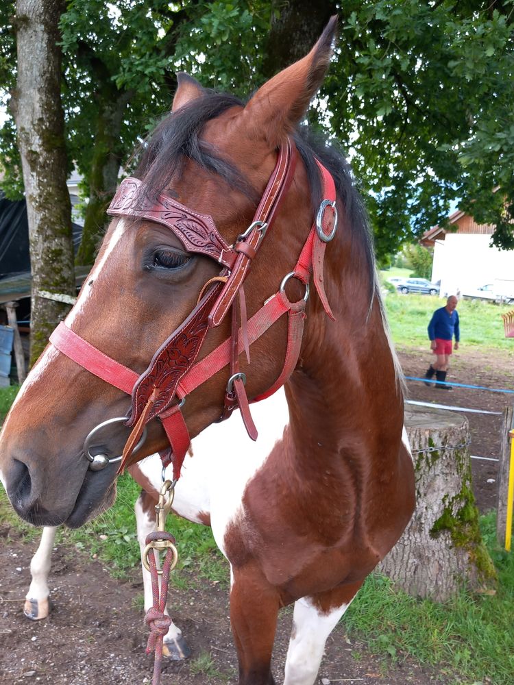 Paint Horse 4000 74800 Saint-pierre-en-faucigny