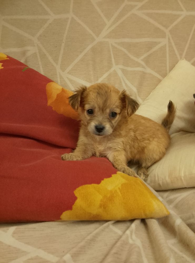 Chihuahua a reserver 1100 45300 Manchecourt